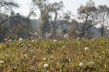 Obraz premium Flowers and Trees