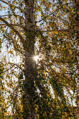 Sunstar in a birch tree