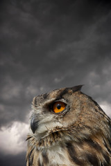 EUROPEAN EAGLE OWL AGAINST STORMY SKY BACKGROUND