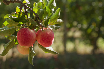 Red ripe apples on the farm - the fruitful year - France, Provence, Mistral
