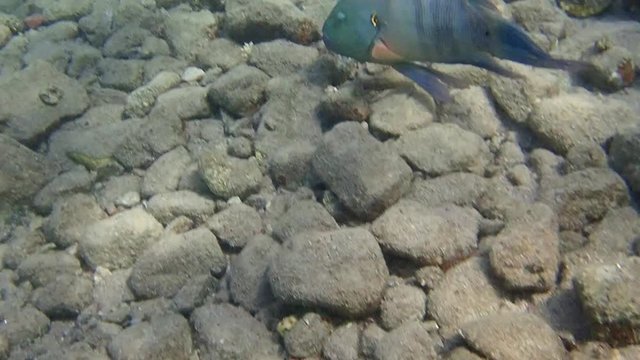 Sea goldie Fish  is a small species of colorful fish in the subfamily Anthiinae.
