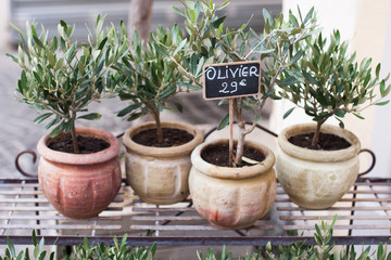 Pots with a small olive tree are sold in the gift shop