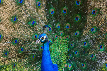 Obraz premium Colorful peacock with tail fully opened