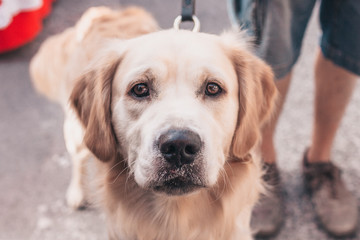Close-up face of a retriever dog with kind clever eyes