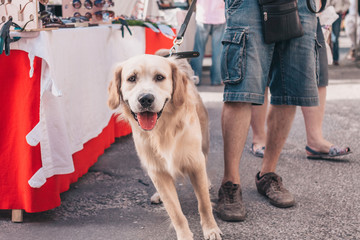 Gordes, Provence-Alpes-Cote d'Azur, France, September 25, 2018: Beautiful dog retriever with kind intelligent eyes - a traditional farmers market in Provence