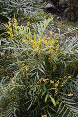 Mahonia fortunei flowers