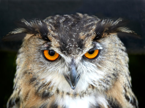 PORTRAIT OF EAGLE OWL ON BLACK BACKGROUND IN CLOSE UP