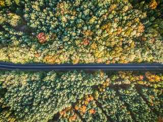 Road through colorful autumn forest