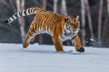 Siberian Tiger in the snow (Panthera tigris)