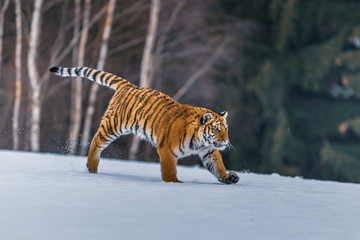 Fototapeta premium Siberian Tiger in the snow (Panthera tigris)