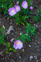Oenothera speciosa growing in the garden