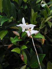 Orchid flowers