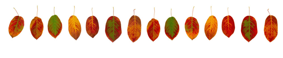 Bunte Herbstblätter in einer Reihe