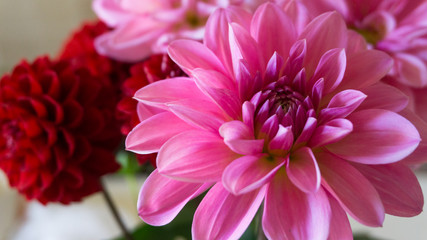Close up macro pink and red dahlia flower