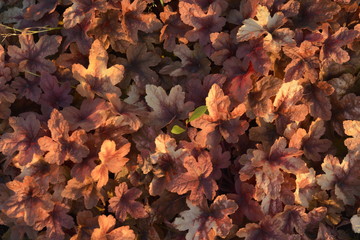 autumn leaves background