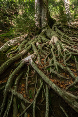 Bosque de la Grevolosa