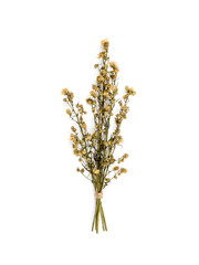 Top view bouquet of dried and wilted yellow Gypsophila flowers isolate on white background