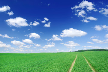 Idyllic view, rural path among green fields, blue sky in the bac