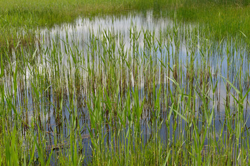 Obraz premium Thicket of green sedge in small carr.