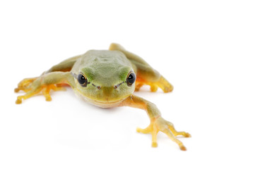 Green tree frog isolated on white background