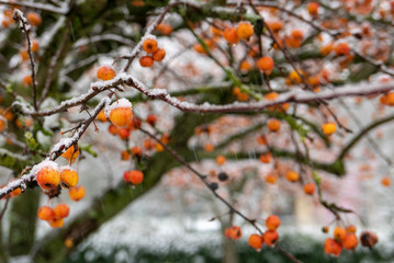 Aubépines sous la neige