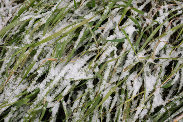 green grass on the lawn covered with a small layer of snow
