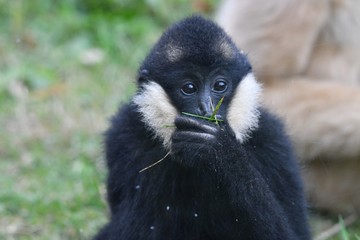 singe gibbon