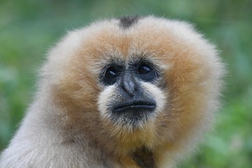 singe gibbon