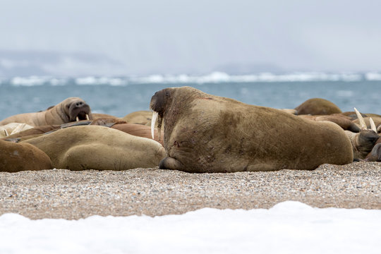Walross Bulle in einer Walrossherde am Sandstrand in der Arktis