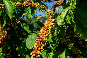 branch of coffee with fruits and leaves