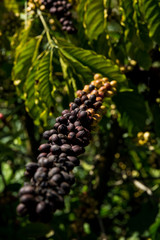 branch of coffee with fruits and leaves