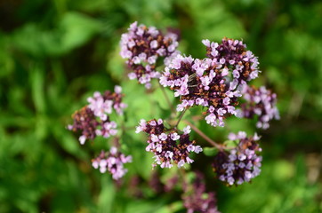 Beautiful bush of hydrangea flowers in a garden