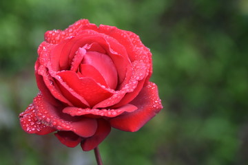 Dublin's Botanic Garden flowers