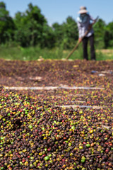  coffee plantation farmer