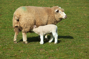 Naklejka na ściany i meble Ewe with Suckling Lamb