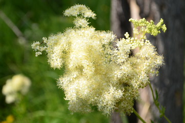 Beautiful bush of hydrangea flowers in a garden