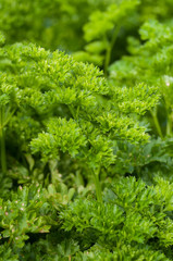 closeup of parsley leaves in a vegetable garden