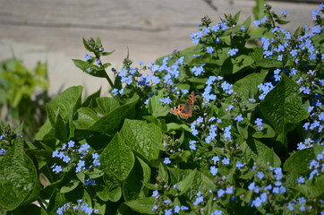 Beautiful bush of hydrangea flowers in a garden