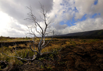 Old tree at Ke Hala Komo