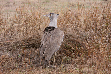 African bustard / Photo of African bustard in Ngorongoro Park