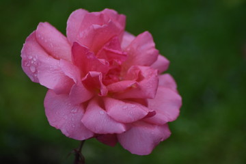 Dublin's Botanic Garden flowers