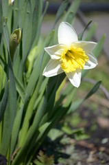 Beautiful bush of hydrangea flowers in a garden