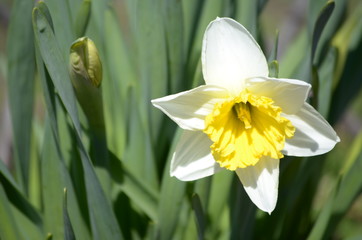 Beautiful bush of hydrangea flowers in a garden