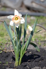 Beautiful bush of hydrangea flowers in a garden
