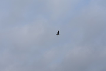 fliegende Möwe am blauen himmel