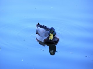 CANARD SUR LE LAC2