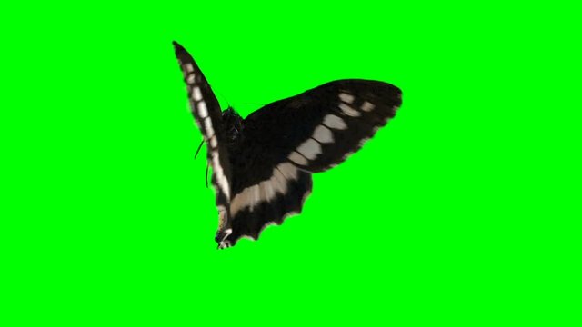 Butterfly on green screen