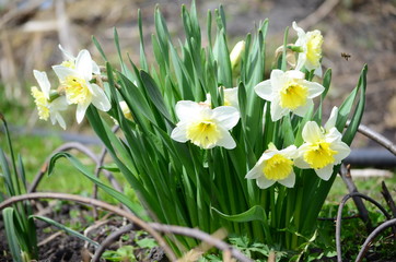 Beautiful bush of hydrangea flowers in a garden