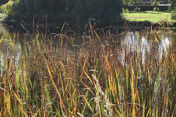 blick über das wasser in den park