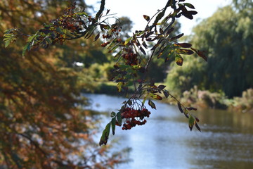 blick über das wasser in den park